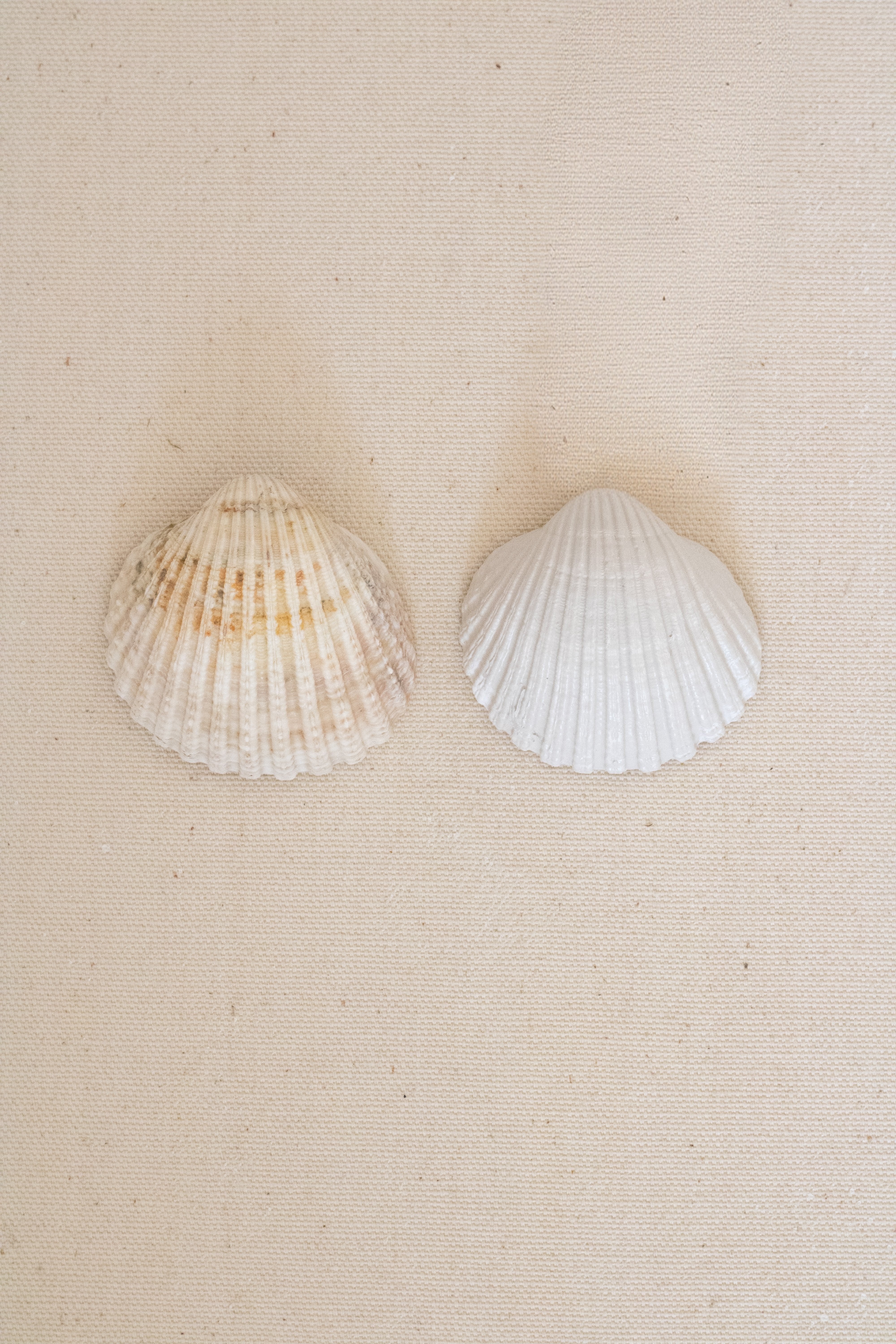 Trá Mother of Pearl Shell Necklace